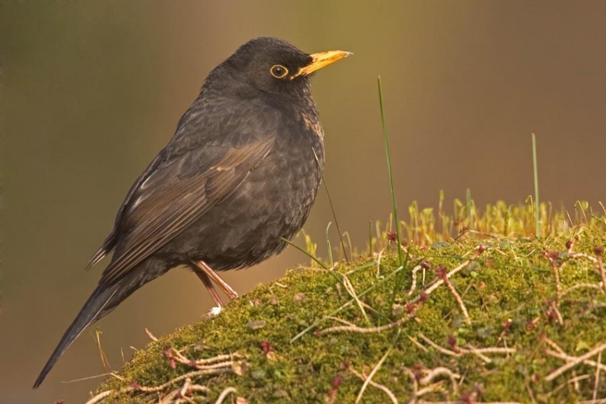 Mannetjes kunnen al in februari voorzichtig met zang beginnen. Wylerberg, februari 2005. - foto: Harvey van Diek