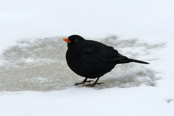 foto: Harvey van Diek